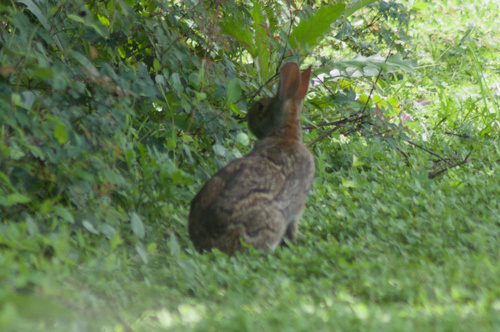 Swamp Rabbit observed by ilouque