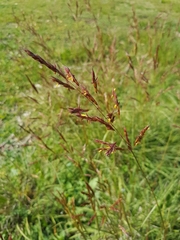 Sorghum leiocladum