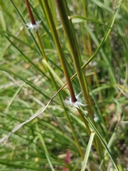 Sorghum leiocladum