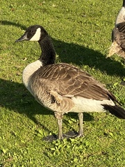 Branta canadensis