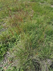 Sorghum leiocladum