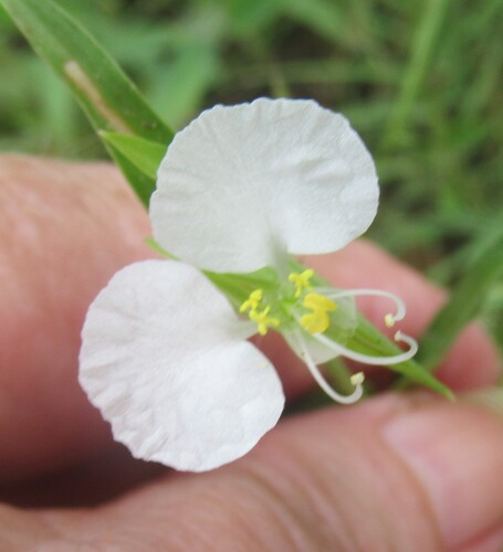 Commelina erecta