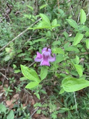 Clematis crispa