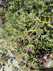 Frankenia salina
