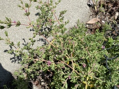 Frankenia salina