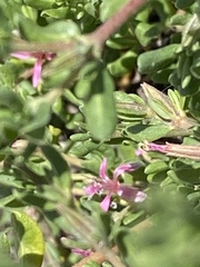 Frankenia salina