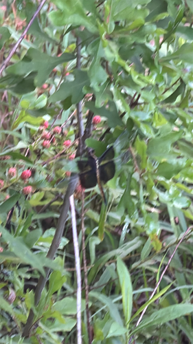 Widow Skimmer