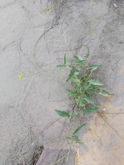 Sisymbrium irio