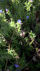 Glandora prostrata