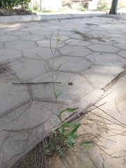 Sisymbrium irio