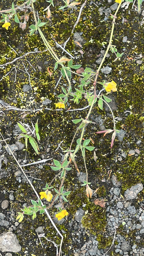 Lotus subbiflorus observed 2026-05-30