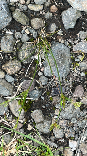 Juncus tenuis observed 2026-05-30
