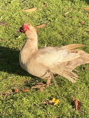 Cairina moschata domestica