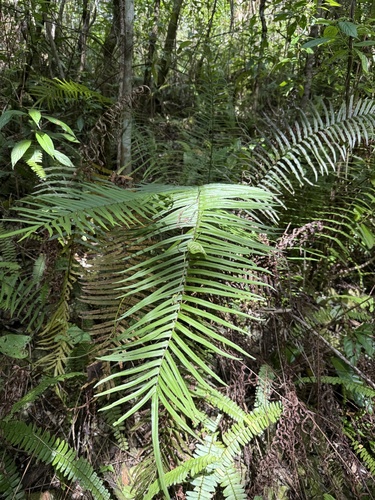 Pteris longifolia observed 2026-05-29