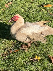 Cairina moschata domestica