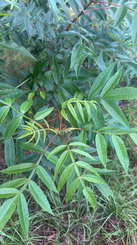 shining sumac