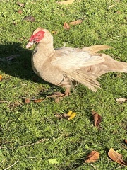 Cairina moschata domestica