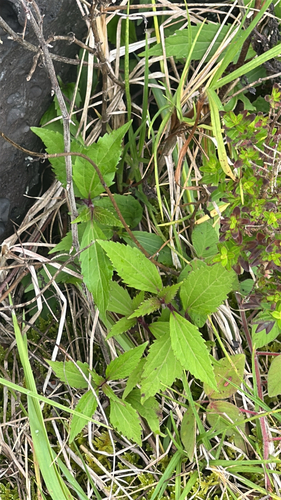 Ageratina riparia observed 2026-05-30