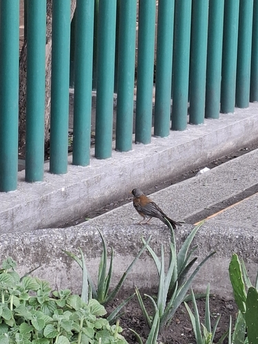 Rufous-backed Robin