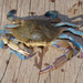 Dana Swimming Crab - Photo (c) Cláudio Dias Timm, some rights reserved (CC BY-NC-SA)