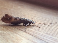 Glyphopsyche irrorata