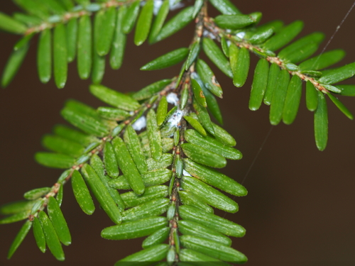 Hemlock Woolly Adelgid