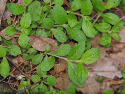Heath Speedwell