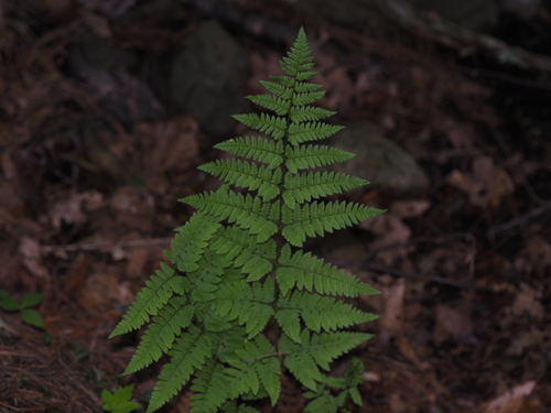 spinulose wood fern