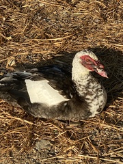 Cairina moschata domestica