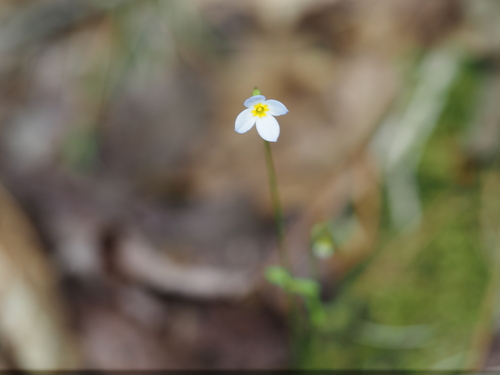 azure bluet
