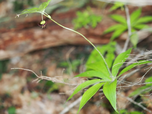 Cucumber Root
