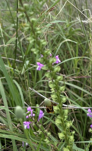 Warnockia scutellarioides, photograph 1