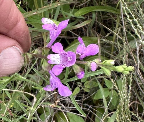 Warnockia scutellarioides, photograph 2