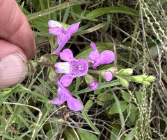 Warnockia scutellarioides, photograph author not stated, no rights reserved