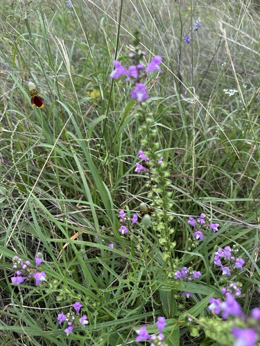 Warnockia scutellarioides, photograph 3