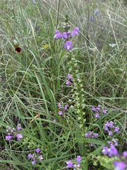 Warnockia scutellarioides, photograph author not stated, no rights reserved