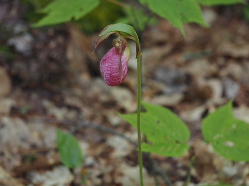 pink lady's slipper