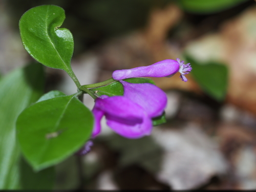 Fringed Polygala