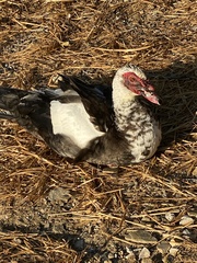 Cairina moschata domestica