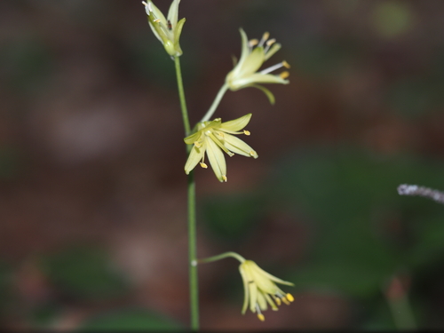 bluebead lily