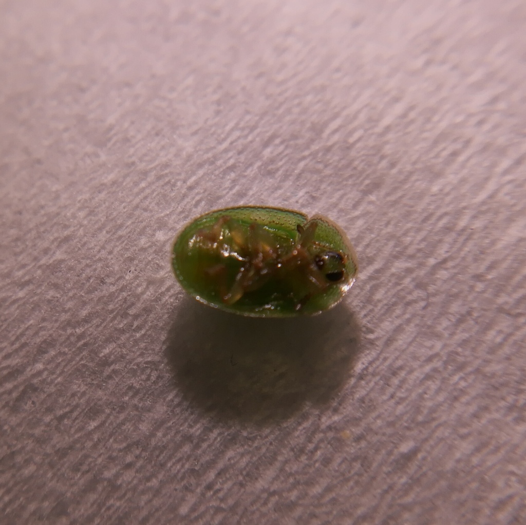 Cassida pusilla