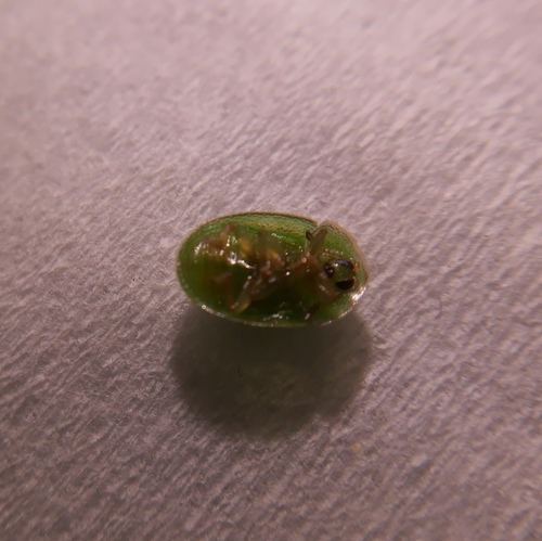 Cassida pusilla