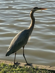 Ardea herodias