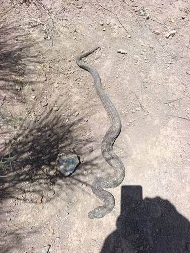 Razi's Viper