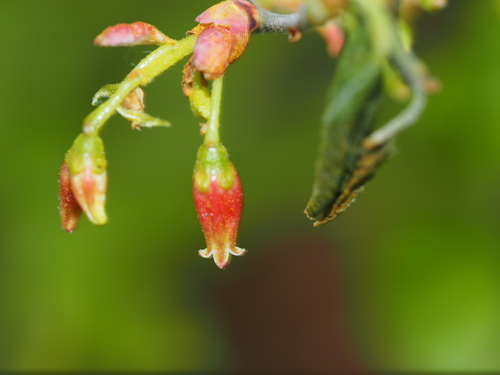 Black Huckleberry