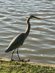 Ardea herodias