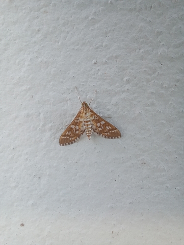 Orange Epipagis Moth