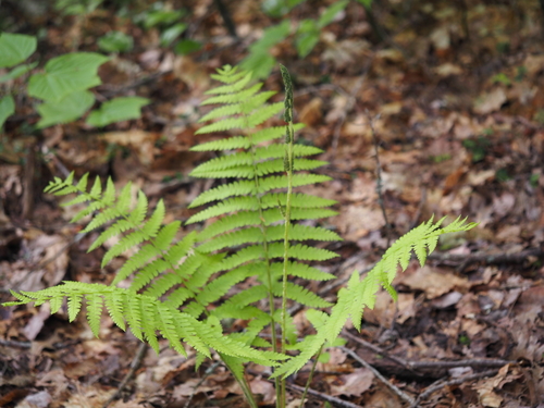 cinnamon fern