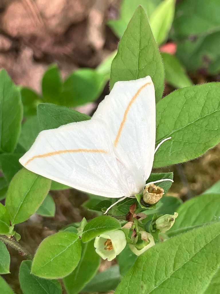 White Slant-line