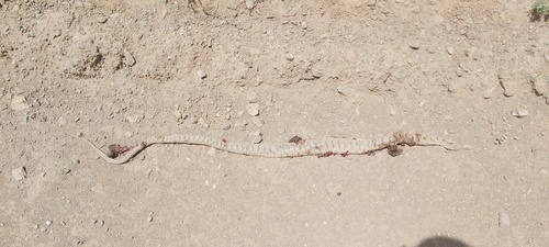 Spotted Whip Snake